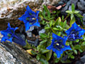 Gentiana paradoxa IMG_5929 Goryczka